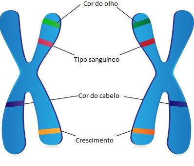 Merk op dat er in homologe chromosomen allelen zijn voor dezelfde eigenschap die dezelfde locus bezetten
