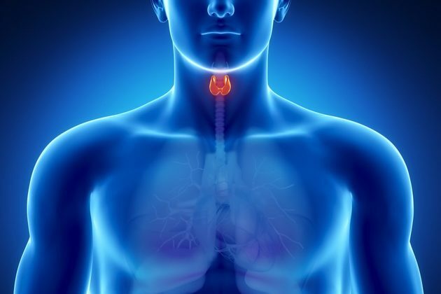 Organs of the human body - thyroid