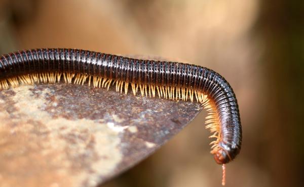 Milipedele sunt animale terestre care se găsesc de obicei în locuri cu lumină scăzută, cum ar fi sub trunchiuri.