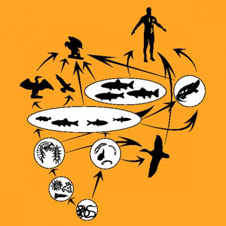 In food webs we observe several interconnected food chains.