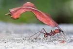 Муравей. Важность муравьев