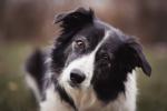 Собачий язык: как интерпретировать сигналы, подаваемые собаками?