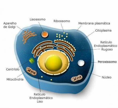 Celulele corpului uman