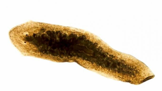 planaria