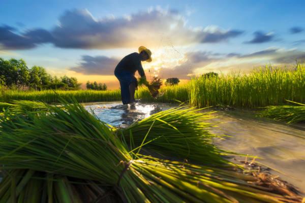 Et av de største høydepunktene i jordbruket i Asia er risproduksjon. 