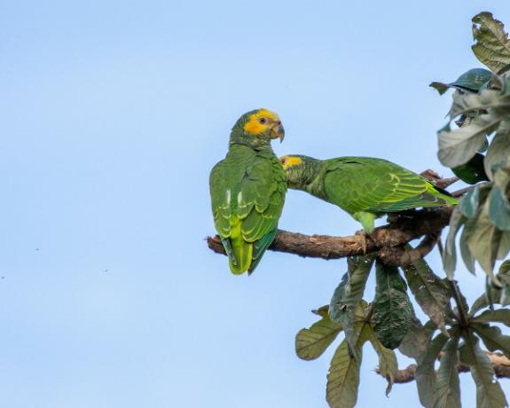 To grå papegøjer på en gren, typiske dyr fra den brasilianske Cerrado, i Chapada dos Veadeiros National Park.