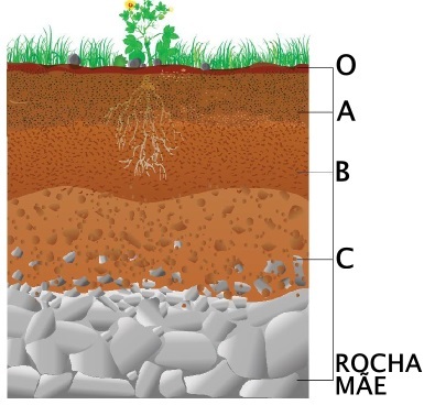 Terre. Profil et caractéristiques du sol