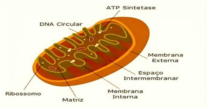 Mitochondria structure