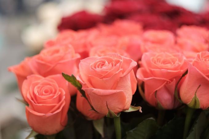 Apskatiet, kā mājās izveidot IZDEVĪGUS rožu krūmus un lai jūsu dārzā rozes būtu visu gadu