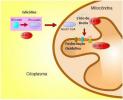 Mitochondriën: structuur, functie en belang