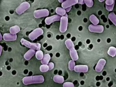 Bacteria. Bacteria analysis: villains or young ladies?