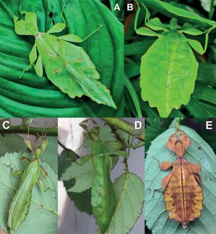 Ученые выявили семь насекомых с невероятным камуфляжем листьев