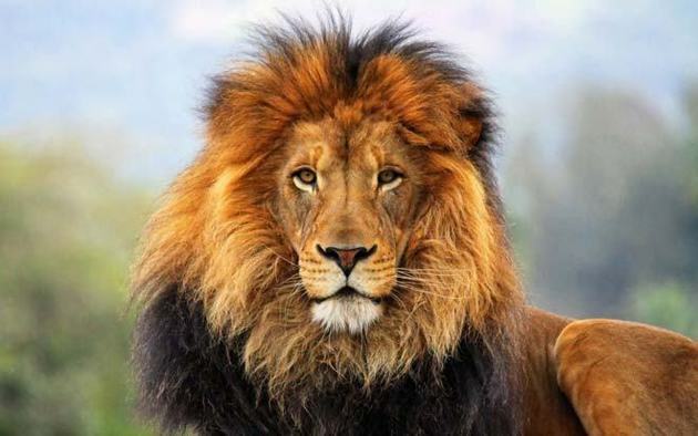Lion: značilnosti, navade in razmnoževanje