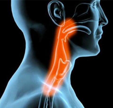 Organen van het menselijk lichaam - keelholte
