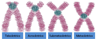 Types de chromosomes
