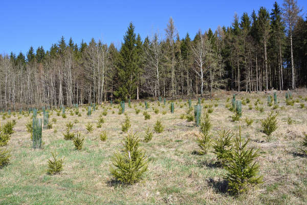 Krčenje šuma: uzroci, posljedice, kako obuzdati