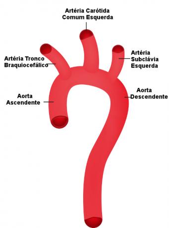 Let op de delen van de aorta in het diagram.