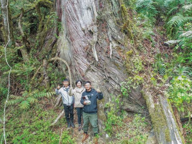 Researchers discover, in Tibet, the tallest tree in Asia; look