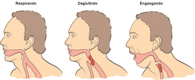 Epiglottis: hva det er, funksjon, plassering, kvelning