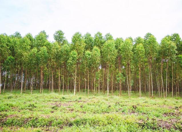 Betydningen av skogplanting (hva det er, konsept og definisjon)