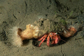 Paguro and sea anemone