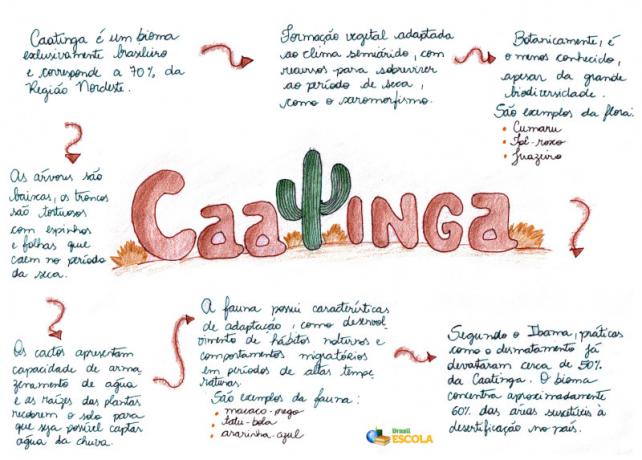 Defrișarea Caatinga. Efectele defrișărilor în Caatinga