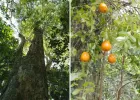 მეცნიერებმა ატლანტიკის ტყის ჯიბეში ორი ახალი ხილი აღმოაჩინეს