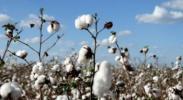 Cotton Cycle in Brazil