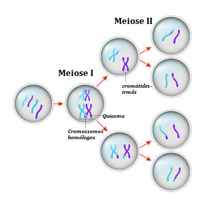 Note a representation of the meiosis process