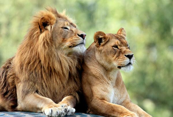 Females differ from males in that they generally do not have a mane.