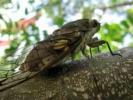 Cicada. How important are cicadas