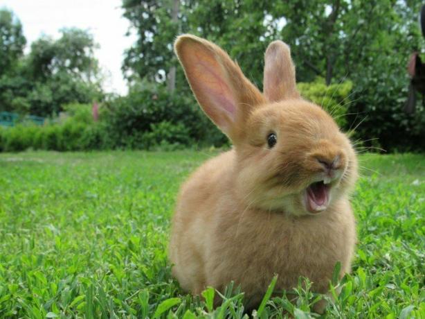 Conigli: caratteristiche, curiosità e specie (con immagine)