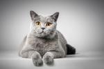 Popolne mačke za upokojence: spoznajte najbolj ljubeče pasme!