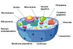 Differences between animal and plant cells