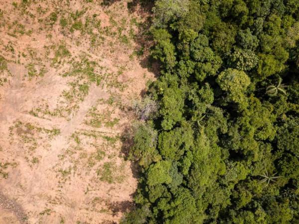 Η αποψίλωση των δασών είναι μία από τις αιτίες που σχετίζονται με την υπερθέρμανση του πλανήτη, καθώς προάγει την κλιματική ανισορροπία.