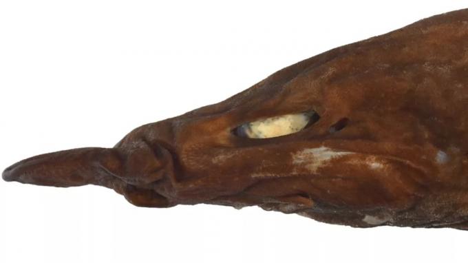 Descoperire marine: rechin demon cu ochi strălucitori a apărut în Australia