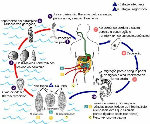 Schistosomiasis: hva er det, syklus og symptomer
