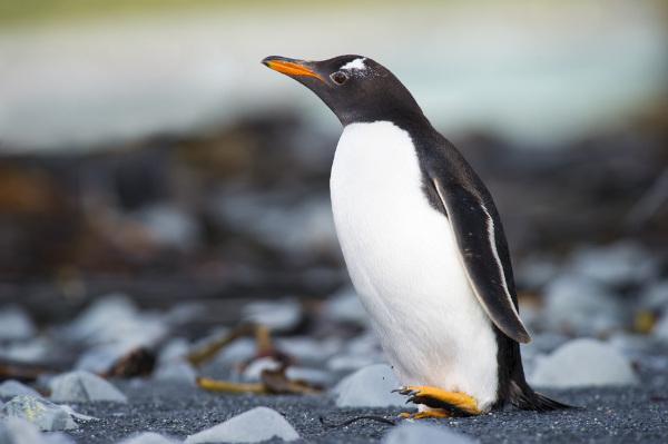 Πιγκουίνοι: χαρακτηριστικά, είδη, αναπαραγωγή