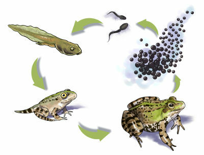 Observe the changes that occur in the body of this amphibian during its development.