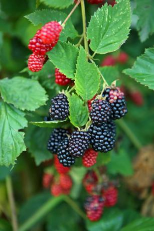 Can you tell the difference between blackberries and raspberries?